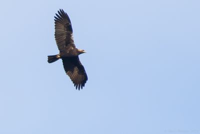 Spanish Imperial Eagle (Aquila adalberti)