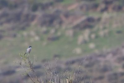 Iberian Grey Shrike (Lanius meridionalis)