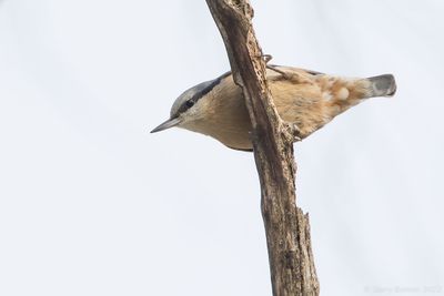 Euriasian Nuthatch (Sitta europaea hispaniensis)
