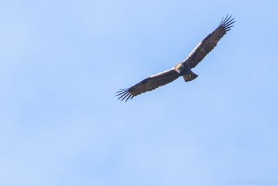 Spanish Imperial Eagle (Aquila adalberti)