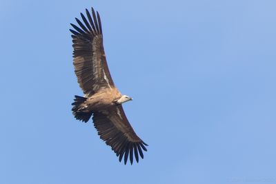 Eurasian Griffon Vulture (Gyps fulvus)