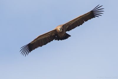 Eurasian Griffon Vulture (Gyps fulvus)