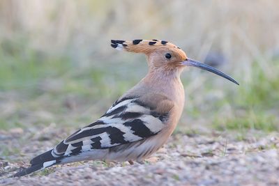 Eurasian Hoopoe (Upupa epops)