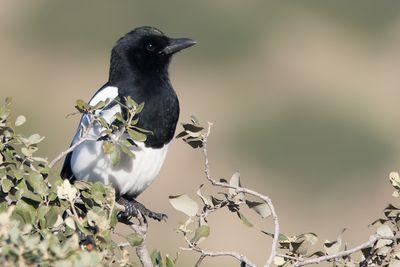 Eurasian Magpie (Pica pica melanotos)