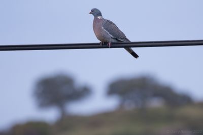 Wood Pigeon (Columba palumbus)