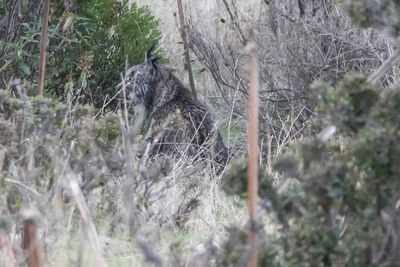 Iberian Lynx (Lynx pardinus)
