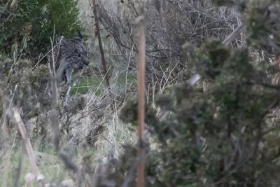 Iberian Lynx (Lynx pardinus)