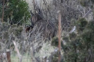 Iberian Lynx (Lynx pardinus)