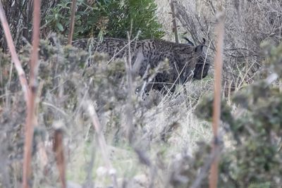Iberian Lynx (Lynx pardinus)