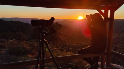 Scanning for lynx - Sierra de Andújar