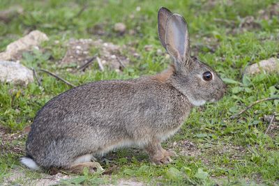 Iberian Rabbit (Oryctolagus cuniculus algirus)