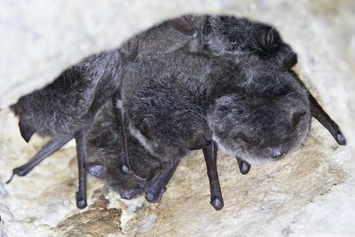 Daubenton's Bats (Myotis daubentonii)