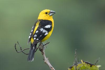 Golden Grosbeak (Pheucticus chrysogaster)