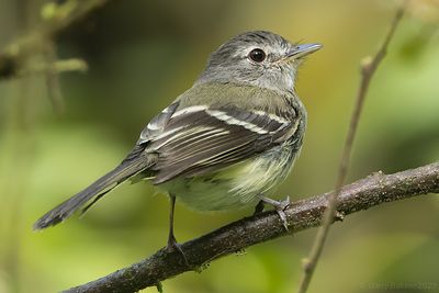 Grey-breasted Flycatcher (Lathrotriccus griseipectus)