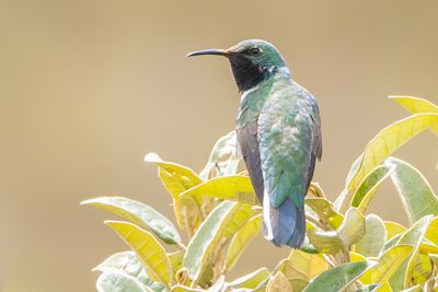 Blue-throated Hillstar (Oreotrochilus cyanolaemus)