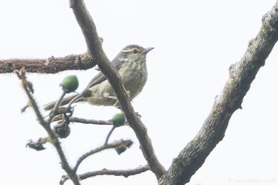 Equatorial Greytail (Xenerpestes singularis)