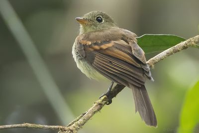 Roraiman Flycatcher (Myiophobus roraimae)