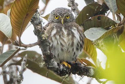 Subtropical Pygmy-Owl (Glaucidium parkeri)