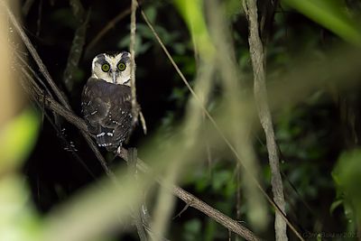 Buff-fronted Owl (Aegolius harrisii)