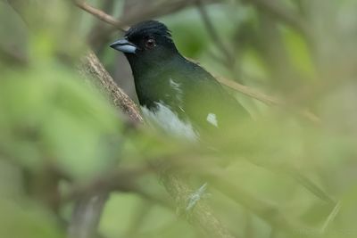 Black-and-white Tanager (Conothraupis speculigera)