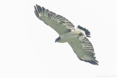 Grey-backed Hawk (Pseudastur occidentalis)