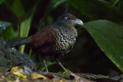 Banded Ground-Cuckoo (Neomorphus radiolosus)