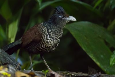 Banded Ground-Cuckoo (Neomorphus radiolosus)