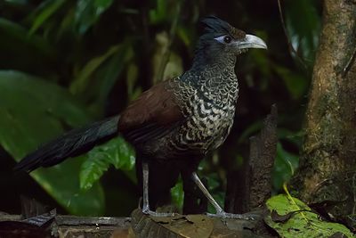 Banded Ground-Cuckoo (Neomorphus radiolosus)