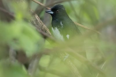 Black-and-white Tanager (Conothraupis speculigera)