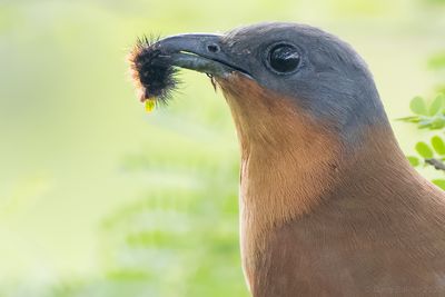 Grey-capped Cuckoo (Coccyzus lansbergi)