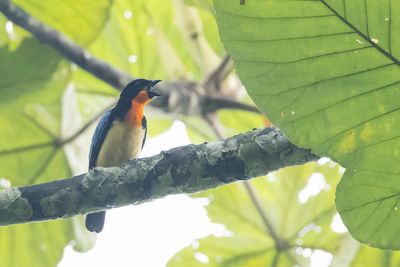 Orange-throated Tanager (Wetmorethraupis sterrhopteron)