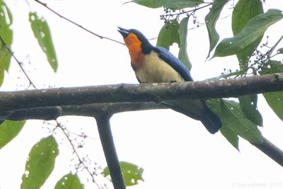 Orange-throated Tanager (Wetmorethraupis sterrhopteron)