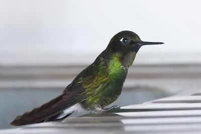 Flame-throated Sunangel (Heliangelus micraster)