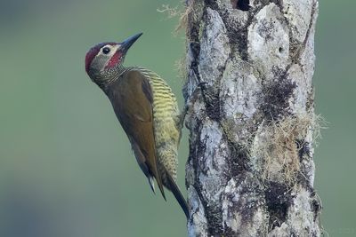 Golden-olive Woodpecker (Colaptes rubiginosus)