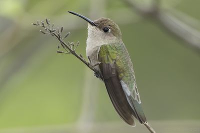 Tumbes Hummingbird (Thaumasius baeri)