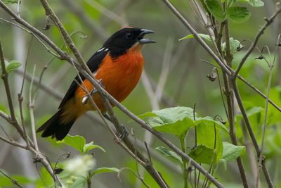 Crimson-breasted Finch (Rhodospingus cruentus)