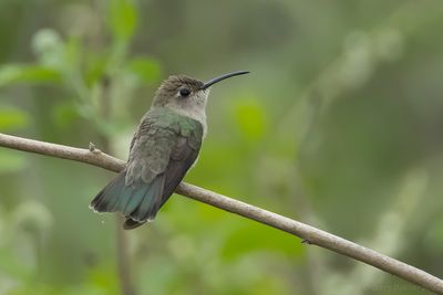 Tumbes Hummingbird (Thaumasius baeri)