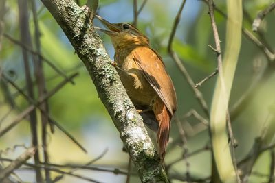 Rufous-necked Foliage-gleaner (Syndactyla ruficollis)