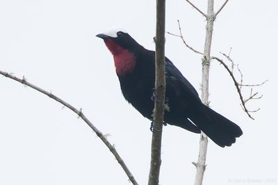 White-capped Tanager (Sericossypha albocristata)