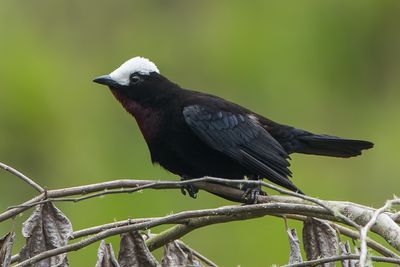 White-capped Tanager (Sericossypha albocristata)