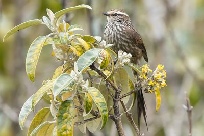 Andean Tit-Spinetail (Leptasthenura andicola)