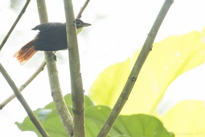 Bamboo Foliage-gleaner (Anabazenops dorsalis)