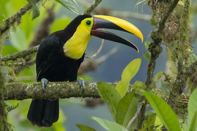 Yellow-throated Toucan (Ramphastos ambiguus)