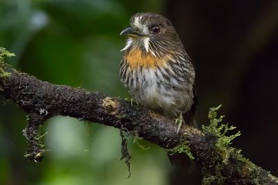 White-whiskered Puffbird (Malacoptila panamensis)