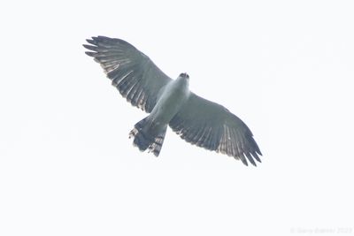 Black-and-white Hawk-Eagle (Spizaetus melanoleucus)