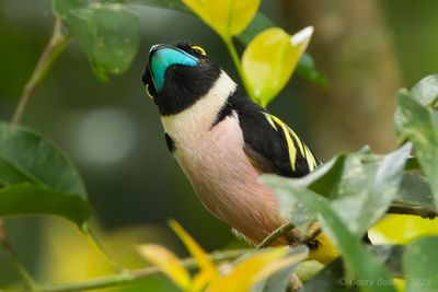 Black-and-yellow Broadbill (Eurylaimus ochromalus)