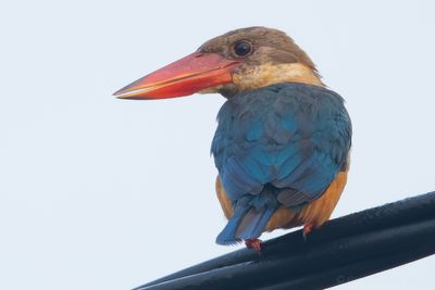 Stork-billed Kingfisher (Pelargopsis capensis)