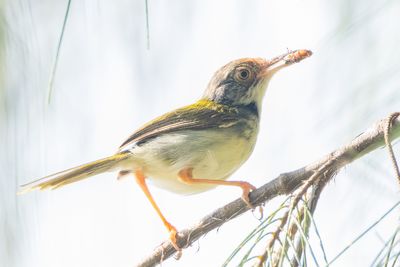 Common Tailorbird (Orthotomus sutorius)