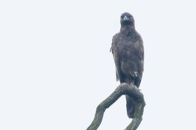 Changeable Hawk-Eagle (Nisaetus cirrhatus)