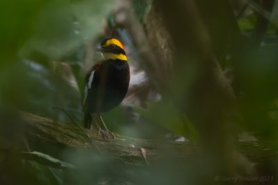 Malayan Banded Pitta (Hydrornis irena)